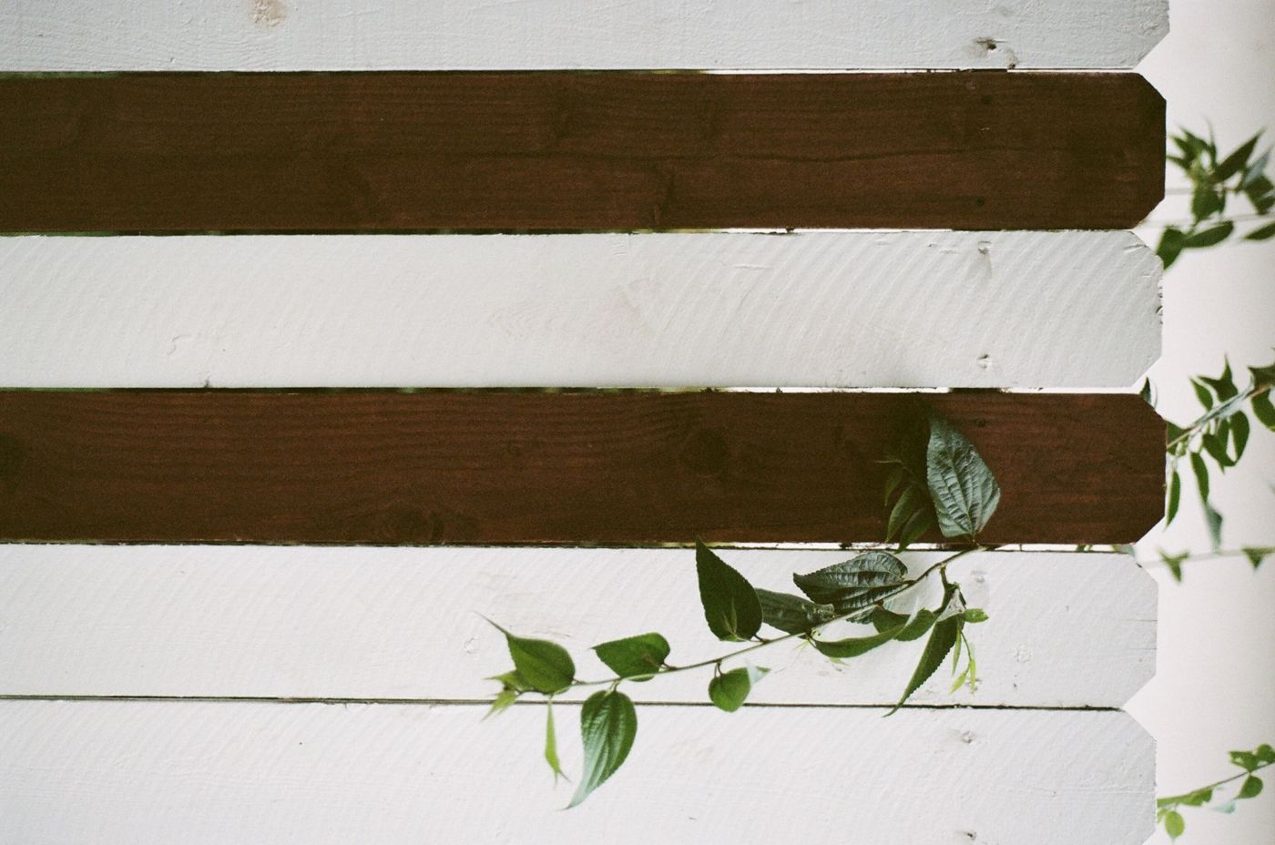 Horizontal fence boards alternating white paint and dark brown stain, with a leafy green vine crossing them